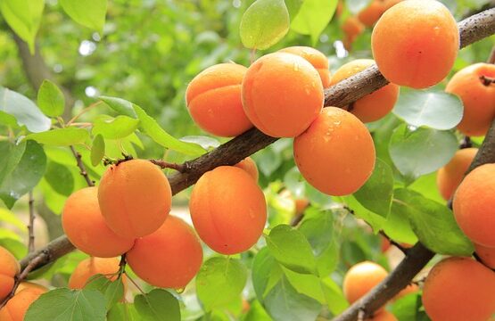 apricots-824626_640