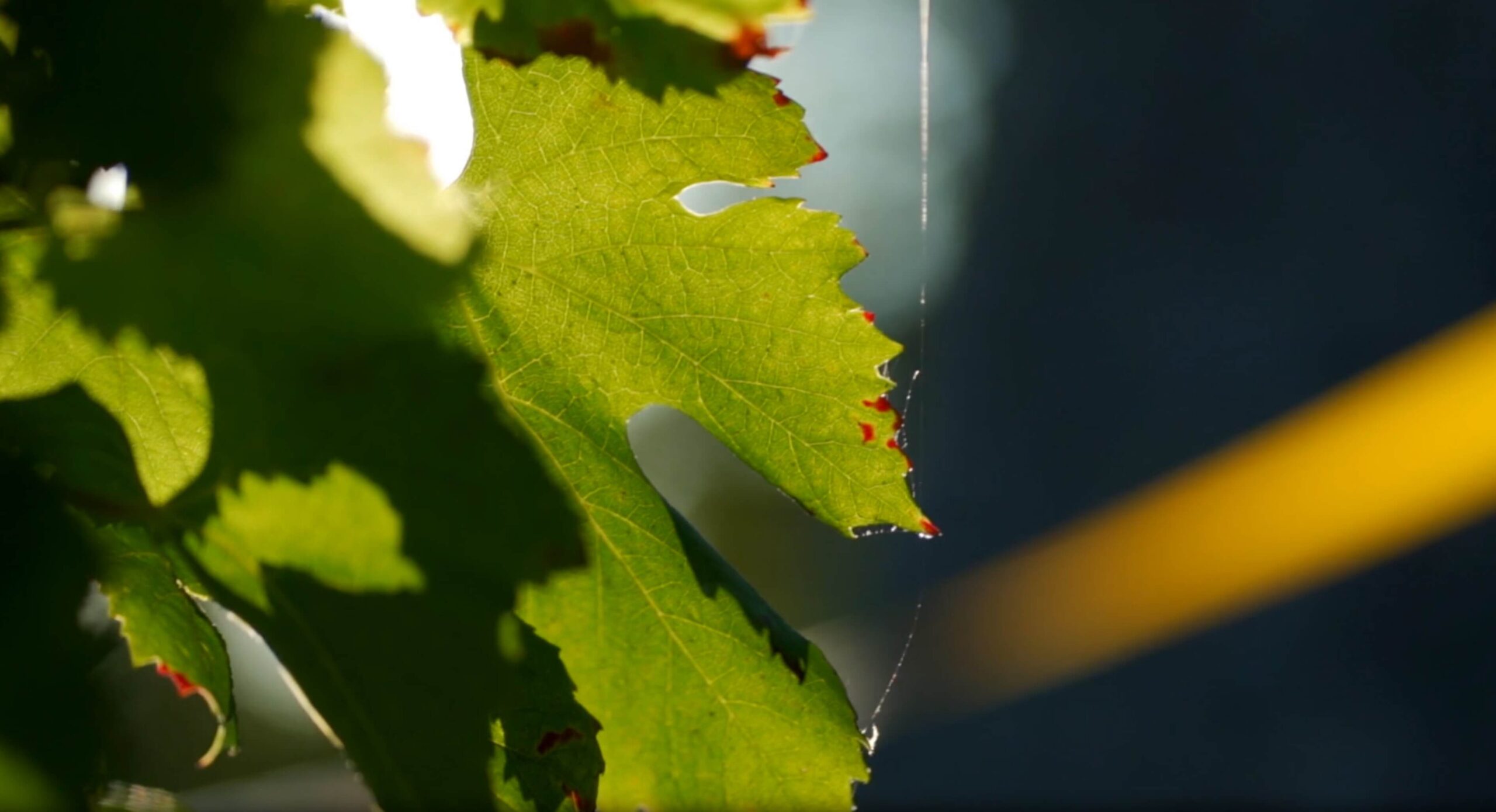 vignes-scaled