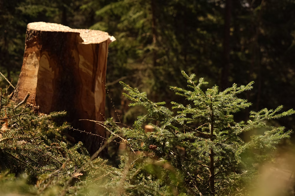 Triage forestier de Nendaz
